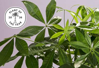 Header navigation sub menu